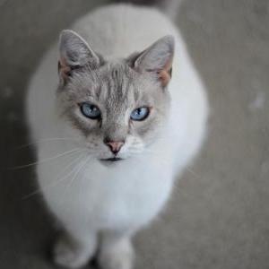 Lost Cat Pearl
