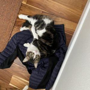 Lost Cat Henry