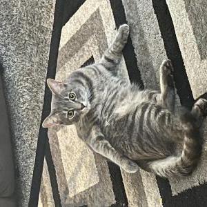 Lost Cat Smoky