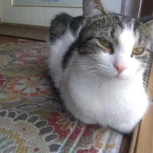 Lost Cat Paisley (Princess)