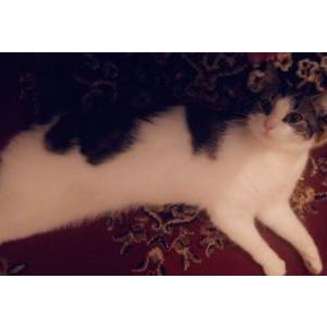 2nd Image of Paisley (Princess), Lost Cat