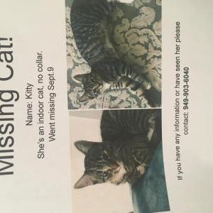 Lost Cat Kitty