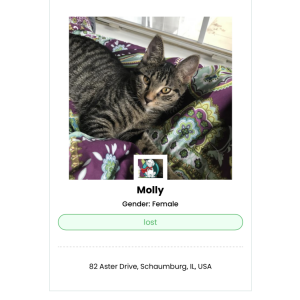Lost Cat Molly