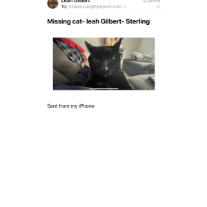 Lost Cat Sterling