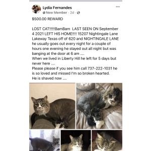 Lost Cat BamBam