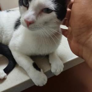 Lost Cat Bella