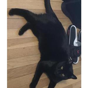 Lost Cat Panther