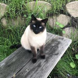 Lost Cat Mint Scrambles