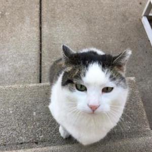 Lost Cat TINKLET