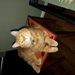 Lost Cat Ginger