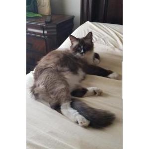 Lost Cat Lau Shay