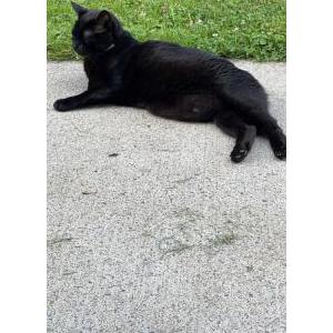 Lost Cat Tubby