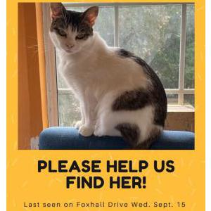 2nd Image of Princess, Lost Cat