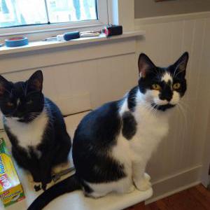 Lost Cat Doug & Dinsdale