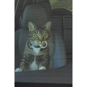 Lost Cat Woodrow