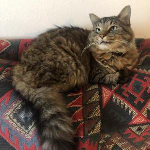 Lost Cat Klimt