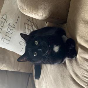 Lost Cat Willow