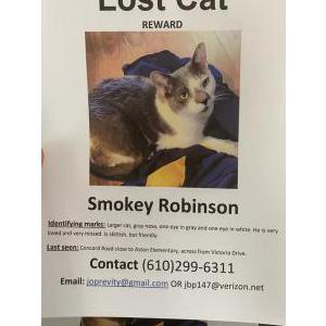 Lost Cat Smokey Robinson