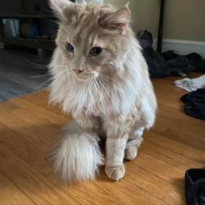 Lost Cat Butters