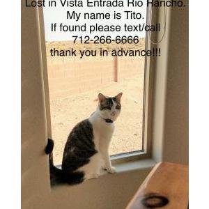 Lost Cat Tito