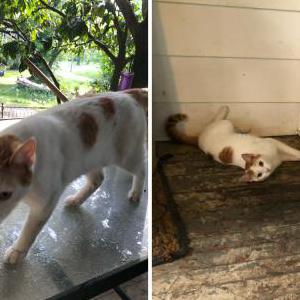 Lost Cat Machete