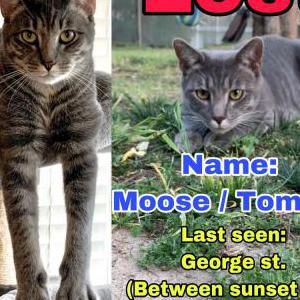 Lost Cat Moose