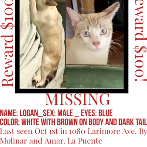 Lost Cat Logan