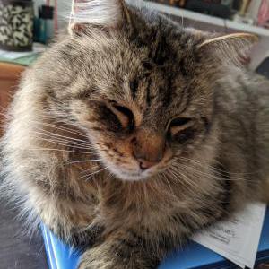 Lost Cat Ruby