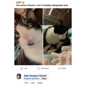Lost Cat Ravioli