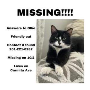 Lost Cat Oliver (Ollie)