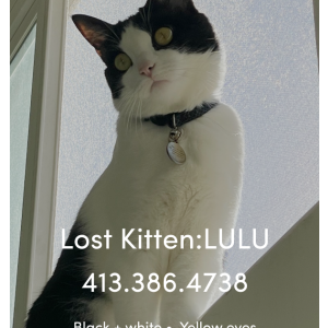 Lost Cat Lulu