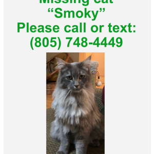 Lost Cat Smoky