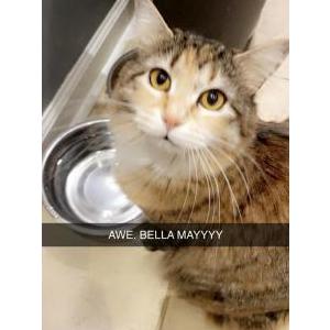 Lost Cat Bella-may