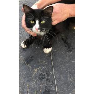 Lost Cat Alvin