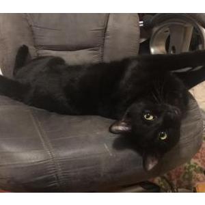 Lost Cat Sirius