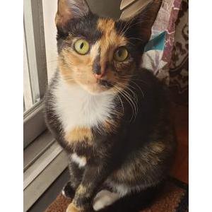 Lost Cat Yhivi (Eve-ie)