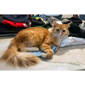 Lost Cat Tiki