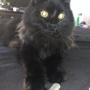 Lost Cat Salem