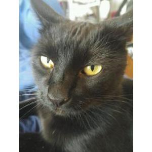 2nd Image of Arriba, Lost Cat