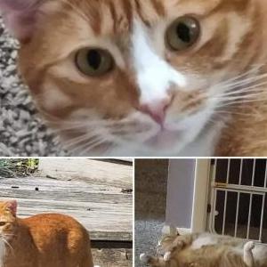 Lost Cats In Olean Ny Lost My Kitty