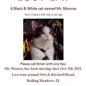 Lost Cat Mr. Monroe