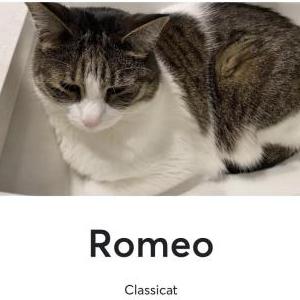Lost Cat Romeo