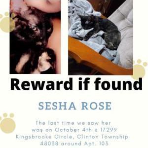 Lost Cat Sesha rose