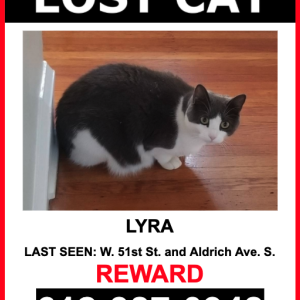 Lost Cat Lyra