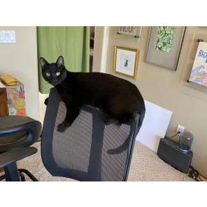 Lost Cat Onyx