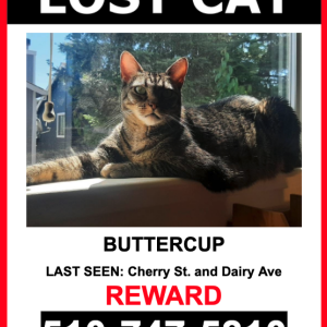 Lost Cat Buttercup