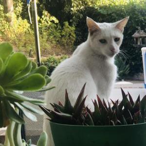 Lost Cat Frankie