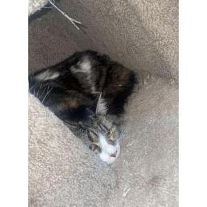 Lost Cat Mia