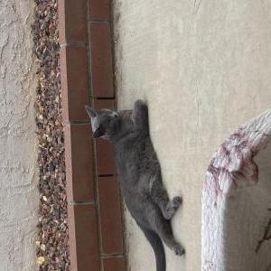 Lost Cat Fiona