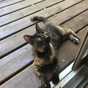 Lost Cat Meap